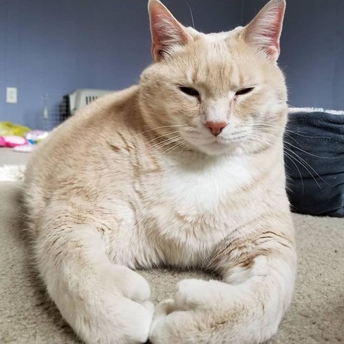 Ảnh: Hành trình giảm cân gian nan của chú mèo bị béo phì - Ảnh 4.