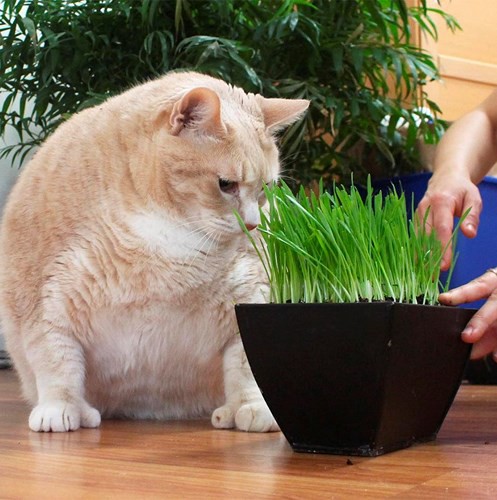 Ảnh: Hành trình giảm cân gian nan của chú mèo bị béo phì - Ảnh 10.