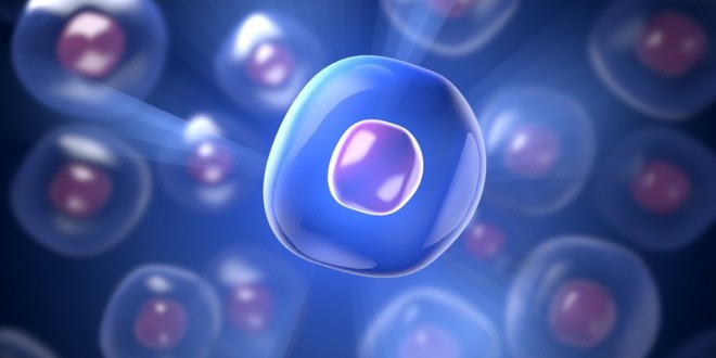 Các nhà khoa học Anh đảo ngược được quá trình lão hóa của tế bào người trong phòng thí nghiệm - Ảnh 3.