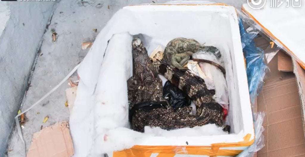 Đặt mua thực phẩm chức năng tr&ecirc;n mạng, người phụ nữ nhận được một con c&aacute; sấu ship đến tận cửa nh&agrave; - Ảnh 2.