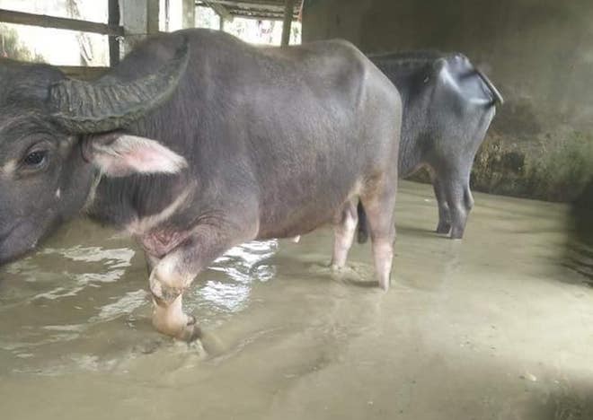  Mưa lũ l&agrave;m quốc lộ ngập s&acirc;u, lợn treo tr&ecirc;n cao, g&agrave; nhảy l&ecirc;n c&acirc;y trốn lũ ở Nghệ An - Ảnh 9.