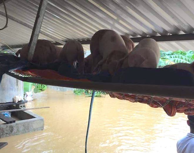  Mưa lũ l&agrave;m quốc lộ ngập s&acirc;u, lợn treo tr&ecirc;n cao, g&agrave; nhảy l&ecirc;n c&acirc;y trốn lũ ở Nghệ An - Ảnh 10.