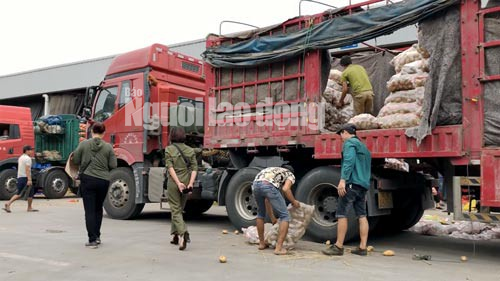 Lật mặt nông sản Trung Quốc nhái hàng Đà Lạt - Ảnh 1.