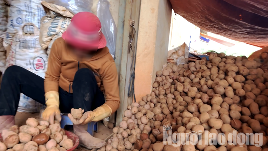 VIDEO: Vạch mặt chiêu trò phù phép nông sản Trung Quốc nhái Đà Lạt - Ảnh 2.