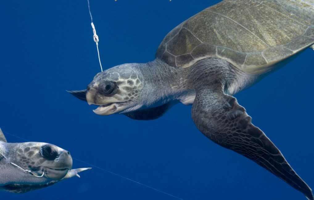 Hơn 100 xác rùa biển dạt vào bờ một cách bí ẩn mà giới khoa học không hiểu tại sao - Ảnh 2.
