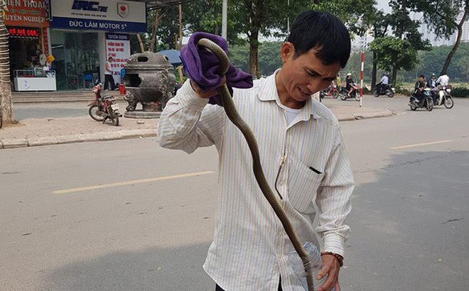 Chuyên gia lý giải nguyên nhân rắn thi nhau xuất hiện ở khu đô thị Linh Đàm - Ảnh 1.