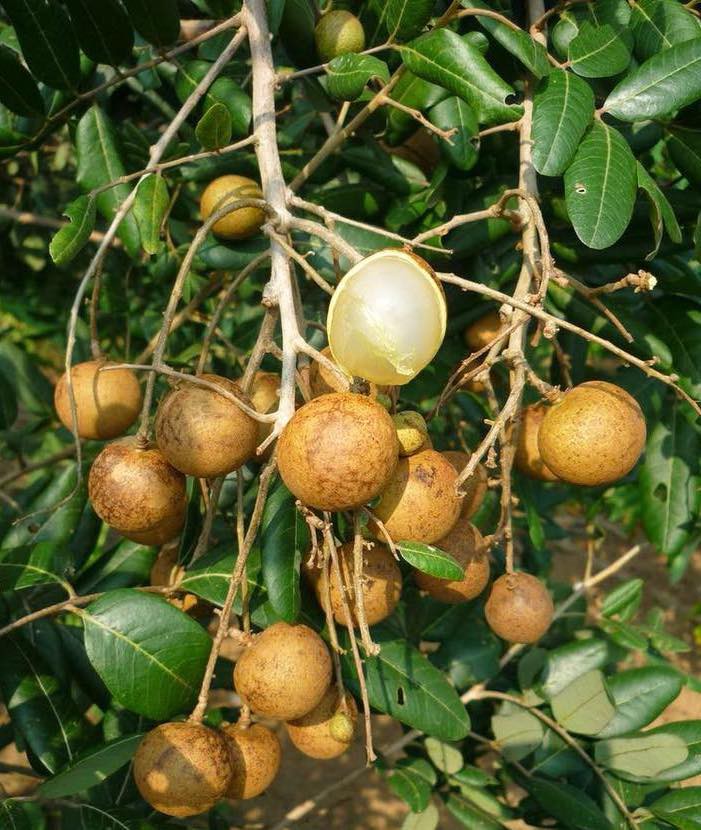 Nhãn bắp cải ở Vũng Tàu có gì đặc biệt mà giá gấp 10 lần nhãn thường? - Ảnh 2. Nhãn bắp cải ở Vũng Tàu có gì đặc biệt mà giá gấp 10 lần nhãn thường? - Ảnh 2.