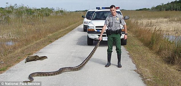 Loài trăn siêu khủng này sắp trỗi dậy và nó đe dọa sự sống ở Florida - Ảnh 3.