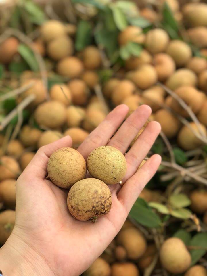 Nhãn bắp cải ở Vũng Tàu có gì đặc biệt mà giá gấp 10 lần nhãn thường? - Ảnh 4. Nhãn bắp cải ở Vũng Tàu có gì đặc biệt mà giá gấp 10 lần nhãn thường? - Ảnh 4.