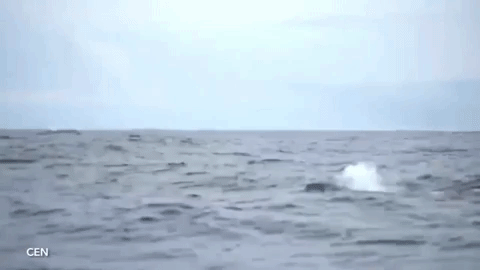 Bàng hoàng cảnh tượng chú cá voi lưng gù bị mất nửa thân bơi lội xuyên Thái Bình Dương - Ảnh 2.