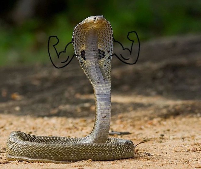 Con rắn Rắn Vẽ Clip nghệ thuật  con rắn png tải về  Miễn phí trong suốt  Loài Bò Sát png Tải về