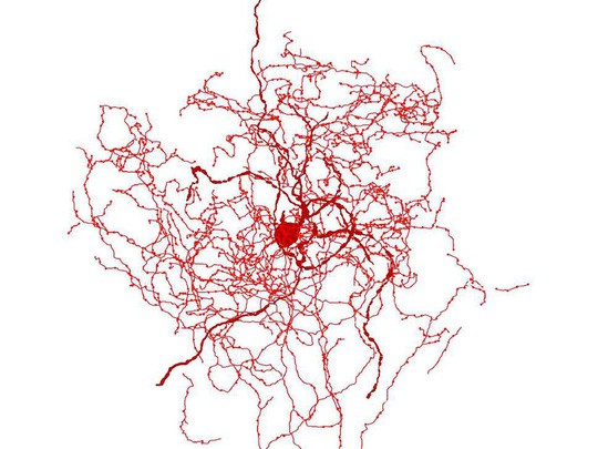 Phát hiện hai cấu trúc chưa từng biết đến trong não người - Ảnh 1.
