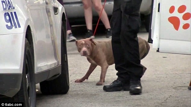 Mỹ: Cậu bé 2 tuổi bị chính 3 con chó Pitbull nhà nuôi cắn chết - Ảnh 5.