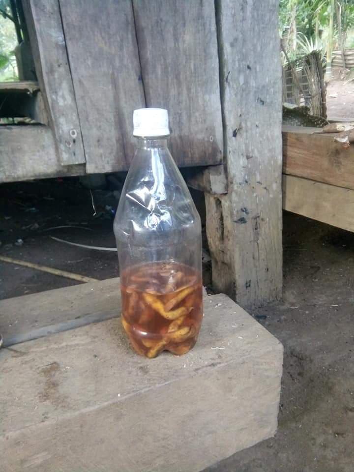 Uống rượu ngâm rễ cây lạ, 2 cậu cháu tử vong - Ảnh 1. Uống rượu ngâm rễ cây lạ, 2 cậu cháu tử vong - Ảnh 1.