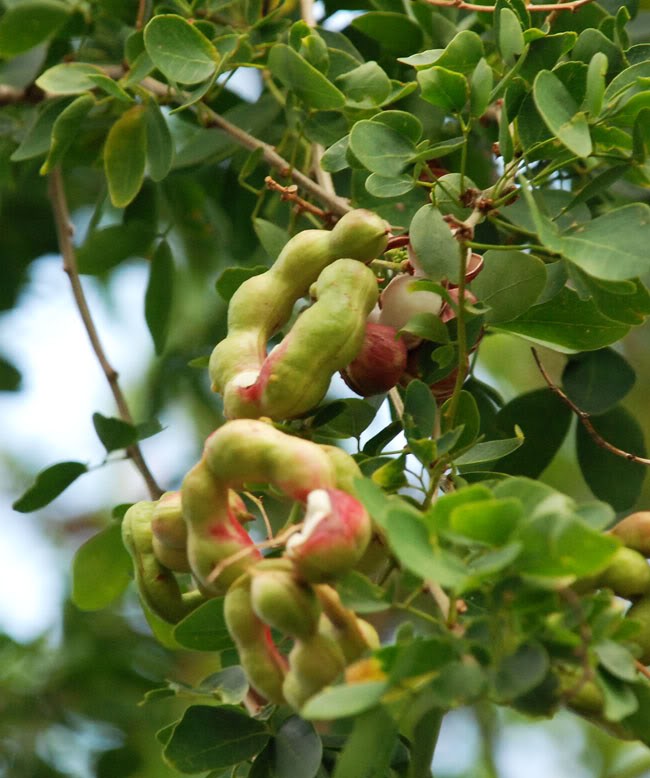 Mấy ai c&ograve;n nhớ loại quả dại ở v&ugrave;ng qu&ecirc; ng&ograve;n ngọt b&ugrave;i b&ugrave;i m&agrave; lũ trẻ hay tranh nhau ăn? - Ảnh 1.