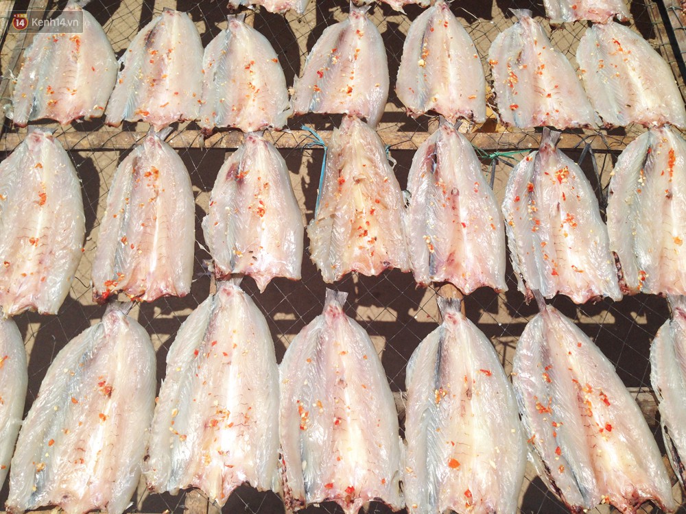 Loài cá xương xanh sát thủ của Kiên Giang vậy mà lại khiến bao người mê mẩn, thích thú - Ảnh 3. Loài cá xương xanh sát thủ của Kiên Giang vậy mà lại khiến bao người mê mẩn, thích thú - Ảnh 3.