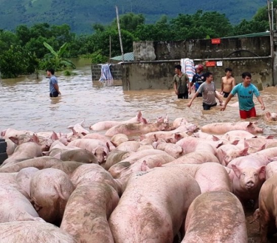 Thanh Hóa: Cứu hàng nghìn con lợn bơi trong nước lũ - Ảnh 2.