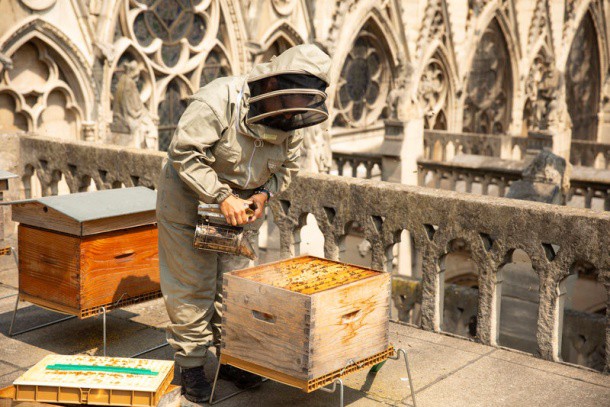 Vì sao người Paris nuôi ong lấy mật trên mái vòm những tòa nhà đông khách nhất thành phố này? - Ảnh 4.