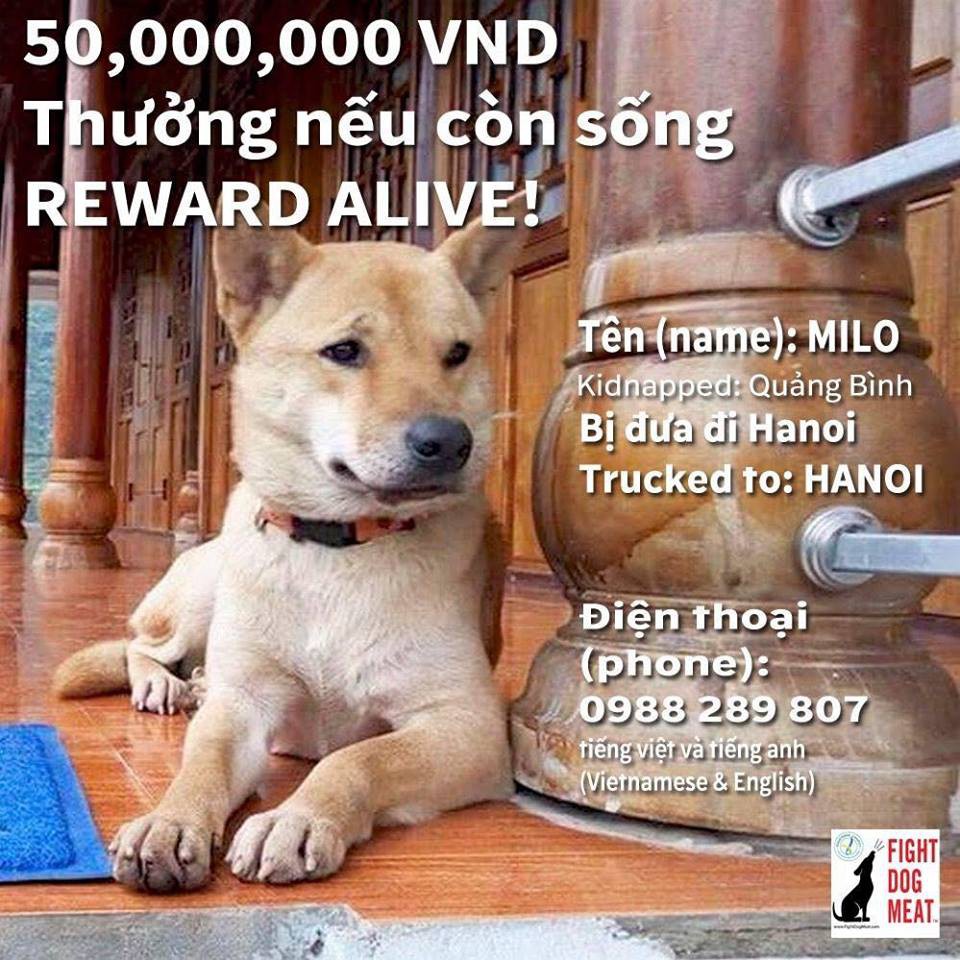 Cô chủ người Mỹ hậu tạ 50 triệu đồng cho ai tìm được chú chó cưng bị mất tích ở Quảng Bình - Ảnh 1. Cô chủ người Mỹ hậu tạ 50 triệu đồng cho ai tìm được chú chó cưng bị mất tích ở Quảng Bình - Ảnh 1.