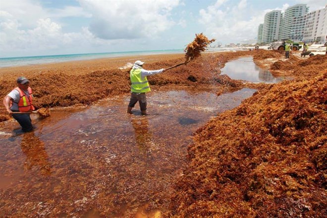 Hàng chục nghìn tấn tảo đuôi ngựa nuốt chửng các bãi biển của Mexico - Ảnh 1.