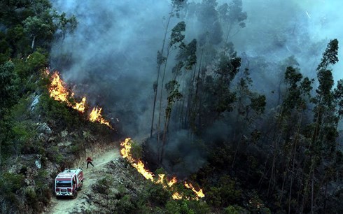 Hơn 700 nhân viên cứu hỏa đối phó với cháy rừng ở Bồ Đào Nha - Ảnh 1.