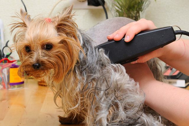 Mùa hè có nóng thế nào cũng không nên cạo sạch lông cho boss chó nhà bạn và đây là lý do - Ảnh 2.
