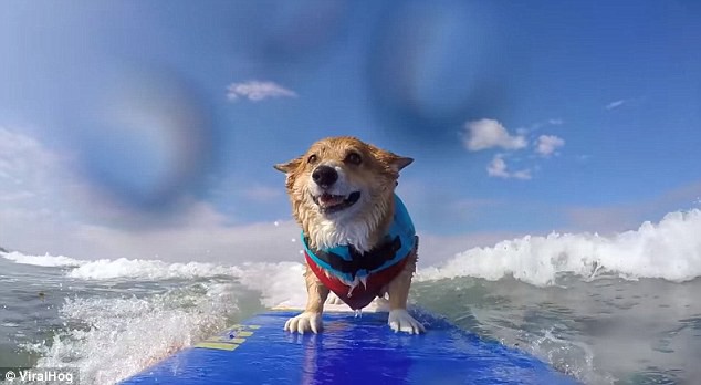 Chú chó Corgi trổ tài lướt sóng cực nghệ trên bãi biển khiến cư dân mạng phát cuồng vì độ đáng yêu - Ảnh 2.