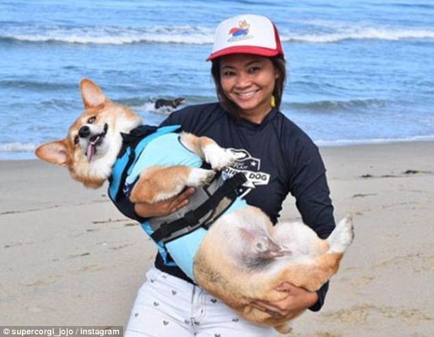 Chú chó Corgi trổ tài lướt sóng cực nghệ trên bãi biển khiến cư dân mạng phát cuồng vì độ đáng yêu - Ảnh 4.