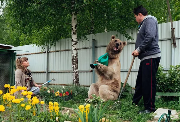 Gặp gỡ chú gấu Stepan: Lớn đầu rồi mà vẫn sống chung với bố mẹ nuôi người Nga suốt 25 năm - Ảnh 12.