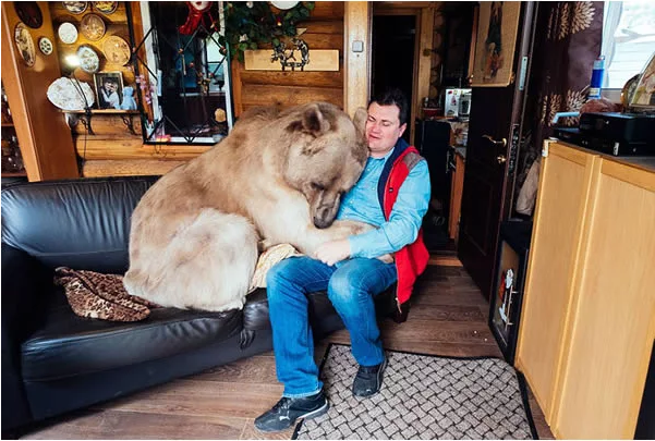 Gặp gỡ chú gấu Stepan: Lớn đầu rồi mà vẫn sống chung với bố mẹ nuôi người Nga suốt 25 năm - Ảnh 2.