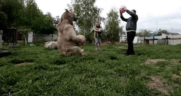 Gặp gỡ chú gấu Stepan: Lớn đầu rồi mà vẫn sống chung với bố mẹ nuôi người Nga suốt 25 năm - Ảnh 9.