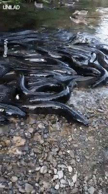 Góc nhầy nhụa: Đàn lươn đại náo cả nhánh sông để tranh ăn với mấy con vịt - Ảnh 3.