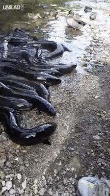 Góc nhầy nhụa: Đàn lươn đại náo cả nhánh sông để tranh ăn với mấy con vịt - Ảnh 2.