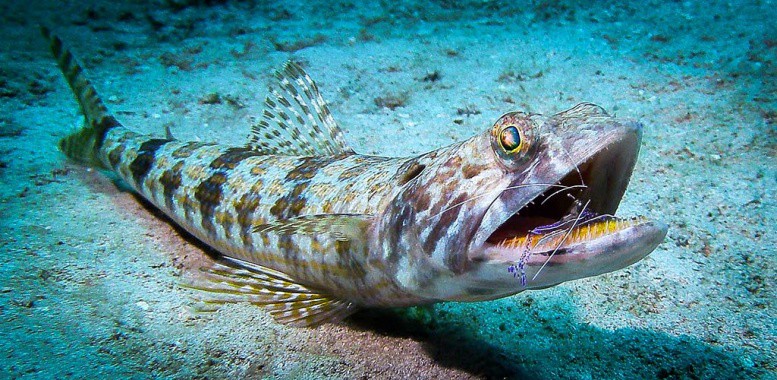 Đ&acirc;y l&agrave; dịch vụ t&ocirc;m xỉa răng độc đ&aacute;o của đại dương m&agrave; chỉ số &iacute;t kh&aacute;ch h&agrave;ng đặc biệt mới được thử! - Ảnh 2.