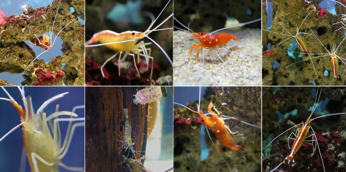 Đ&acirc;y l&agrave; dịch vụ t&ocirc;m xỉa răng độc đ&aacute;o của đại dương m&agrave; chỉ số &iacute;t kh&aacute;ch h&agrave;ng đặc biệt mới được thử! - Ảnh 3.