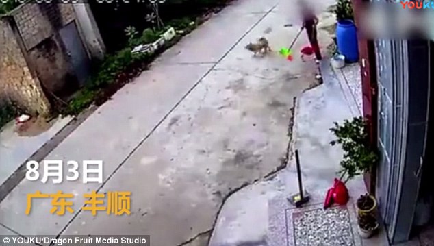 Clip: Bà cô một mình dùng chổi chống lại kẻ trộm chó táo tợn đi ô tô - Ảnh 4.