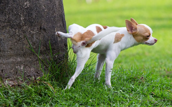 Giải mã hành động lạ kỳ của boss: cứ tè xong lại lấy chân cào cào đất như thế này - Ảnh 3.