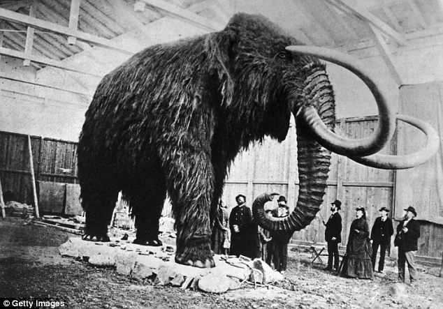 Mở phòng thí nghiệm theo phong cách Công viên Kỷ Jura, giới khoa học Nga kỳ vọng hồi sinh voi ma mút - Ảnh 3.