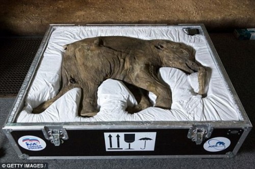 “Công viên kỷ Jura” sắp ra mắt tại Nga với sự hồi sinh của voi ma mút - Ảnh 2.