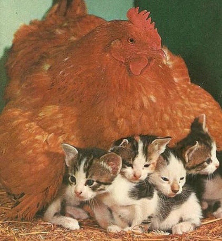 Khi mẹ gà bị cuồng ấp: Không ngừng làm ấm các con vật khác bằng bộ lông mềm mại của mình - Ảnh 2.