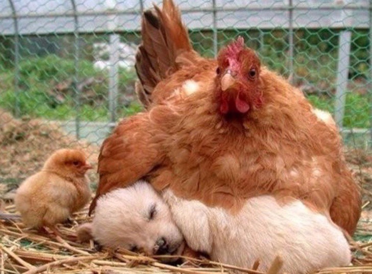 Khi mẹ gà bị cuồng ấp: Không ngừng làm ấm các con vật khác bằng bộ lông mềm mại của mình - Ảnh 3.