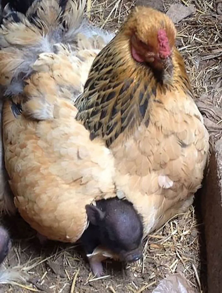 Khi mẹ gà bị cuồng ấp: Không ngừng làm ấm các con vật khác bằng bộ lông mềm mại của mình - Ảnh 8.