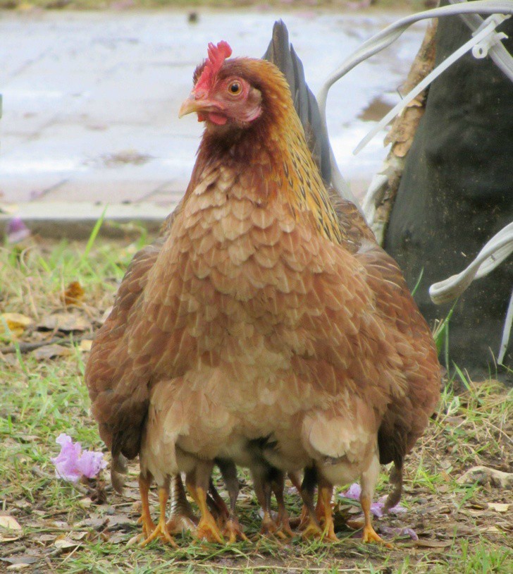 Khi mẹ gà bị cuồng ấp: Không ngừng làm ấm các con vật khác bằng bộ lông mềm mại của mình - Ảnh 10.