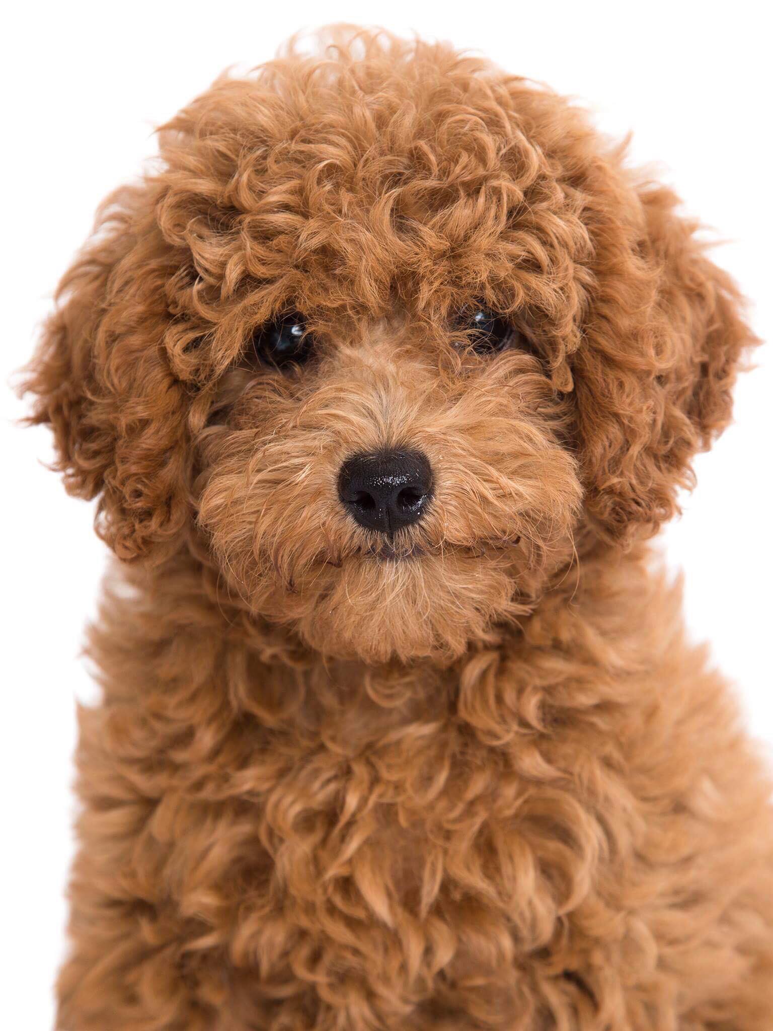 Bạn muốn chụp những bức ảnh đáng yêu với chú chó Poodle của mình? Hãy xem ngay các kiểu chụp ảnh chó Poodle độc đáo trên trang web của chúng tôi.