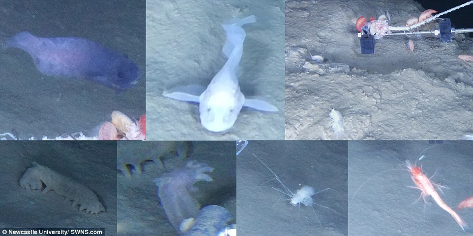 Tìm ra 3 loài cá ma lẩn khuất ở một trong những nơi sâu nhất đại dương - Ảnh 2.