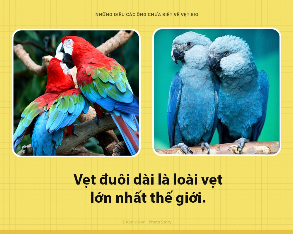 Xin chào! Tôi là vẹt trong phim Rio đây và các ông nên biết tôi đang khổ sở đến thế nào - Ảnh 1. Xin chào! Tôi là vẹt trong phim Rio đây và các ông nên biết tôi đang khổ sở đến thế nào - Ảnh 1.