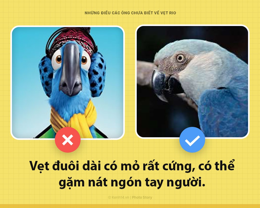 Xin chào! Tôi là vẹt trong phim Rio đây và các ông nên biết tôi đang khổ sở đến thế nào - Ảnh 3. Xin chào! Tôi là vẹt trong phim Rio đây và các ông nên biết tôi đang khổ sở đến thế nào - Ảnh 3.