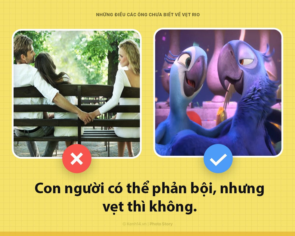 Xin chào! Tôi là vẹt trong phim Rio đây và các ông nên biết tôi đang khổ sở đến thế nào - Ảnh 4. Xin chào! Tôi là vẹt trong phim Rio đây và các ông nên biết tôi đang khổ sở đến thế nào - Ảnh 4.