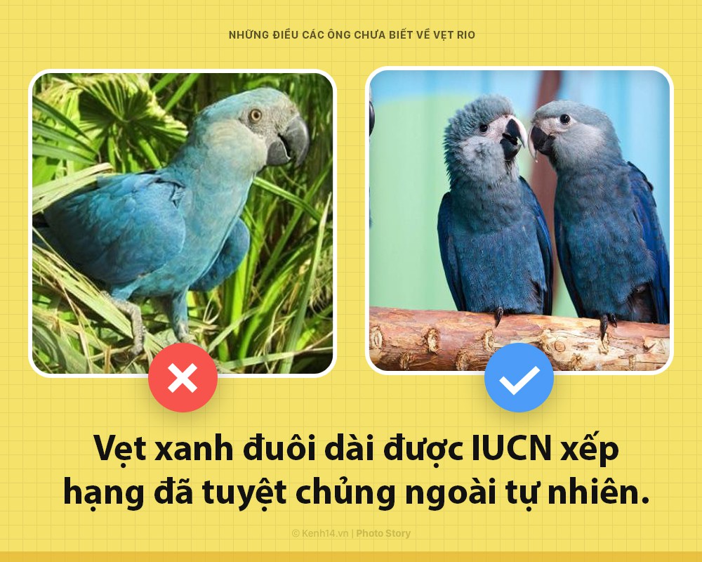 Xin chào! Tôi là vẹt trong phim Rio đây và các ông nên biết tôi đang khổ sở đến thế nào - Ảnh 5. Xin chào! Tôi là vẹt trong phim Rio đây và các ông nên biết tôi đang khổ sở đến thế nào - Ảnh 5.