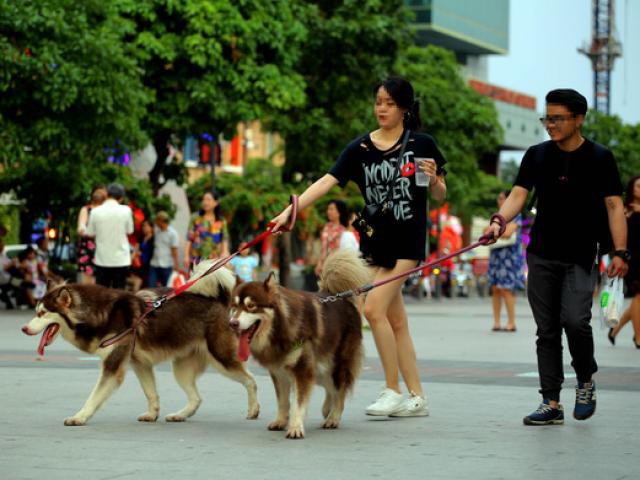 Đề xuất cấm người dân mang chó, mèo vào phố đi bộ Hồ Gươm: Người đồng tình, người cho rằng chưa hợp lý - Ảnh 1.